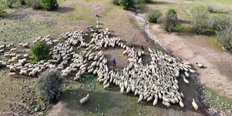 Tunceli'de ‘Şafaklılar’ın 3 bin rakımlı yaylalara yolculuğu başladı