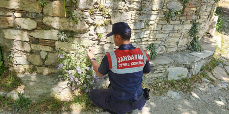 Tüylü çan çiçeğini koparmanın cezası 577 bin TL