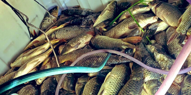 Uluabat Gölü'nde kaçak avcı baskını