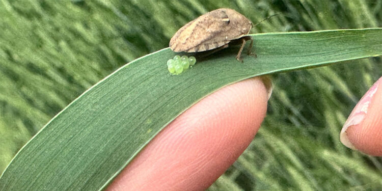 Süne böceğinin yumurtlama anı kamerada