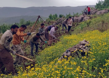 Üzüm bağlarını budama dönemi başladı