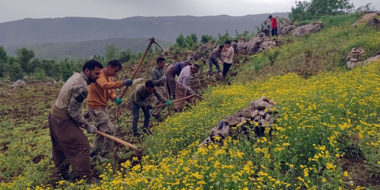 Üzüm bağlarını budama dönemi başladı