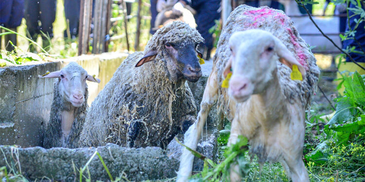 Veteriner fakültesinde 8 asırlık 'koyun yıkama’ geleneği