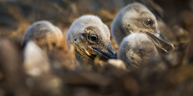 Yaren leyleğin 4 yavrusu da yumurtadan çıktı