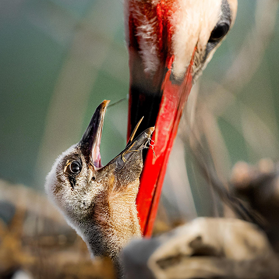 Yaren leyleğin 4 yavrusu da yumurtadan çıktı