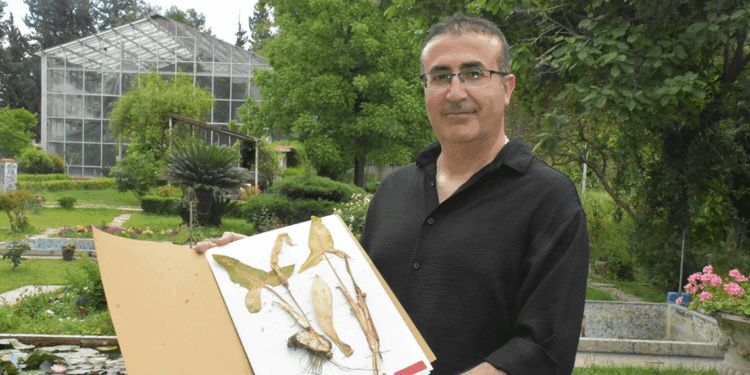 Yeni keşfedilen bitki türü 'Milleyha tirşiği' risk altında