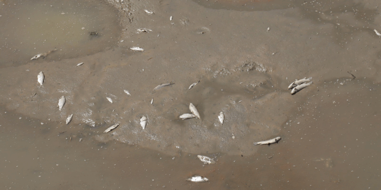 Yeşilırmak'ta oksijen tükenmesinden dolayı balıklar ölüyor