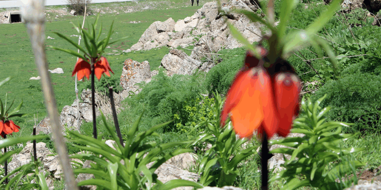 Yüksekova'da ters laleleri jandarma ekipleri koruyor