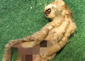 Zonguldak'ta iç organları çıkarılmış 2 ölü kedi bulundu