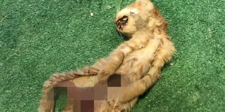 Zonguldak'ta iç organları çıkarılmış 2 ölü kedi bulundu