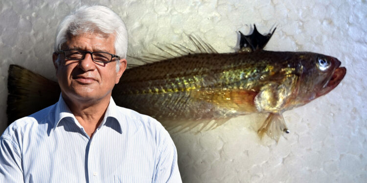 Zehirli trakonya balığına karşı uyarı; kollarda çürüme meydana getiriyor