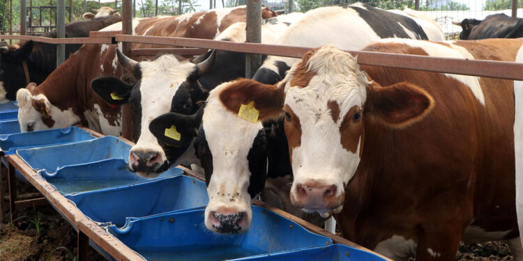 Antalya'da Kurban Bayramı hareketliliği