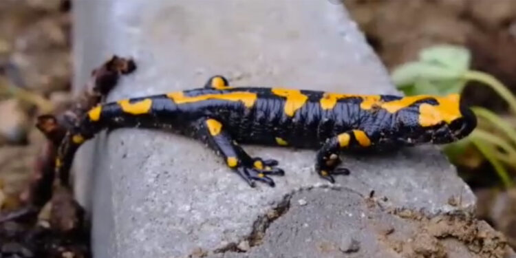 Kayseri'de sarı benekli Türk semenderi görüldü