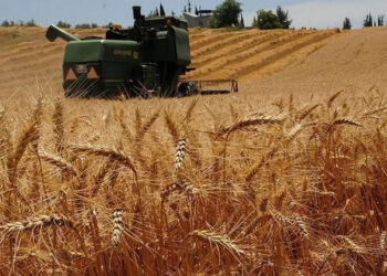 2025 yılı hububat alım fiyatları belli oldu