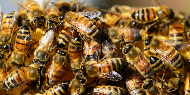 ABD'de kamyon devrilmesi sonucu 250 milyon arı serbest kaldı