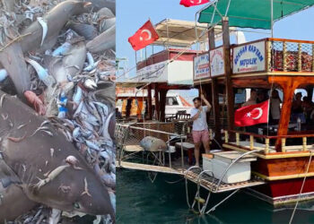 Açıkta yakalanan 8 köpek balığının görüntüsünden tatilciler tedirgin oldu