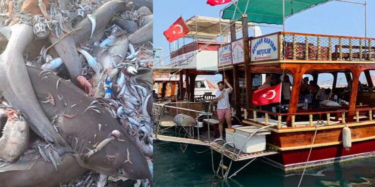 Açıkta yakalanan 8 köpek balığının görüntüsünden tatilciler tedirgin oldu