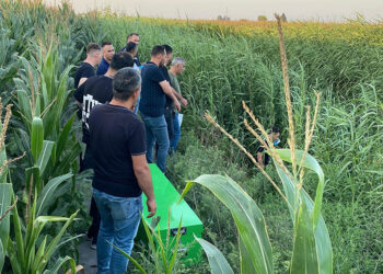 Dere yatağındaki sazlıkta erkek cesedi bulundu