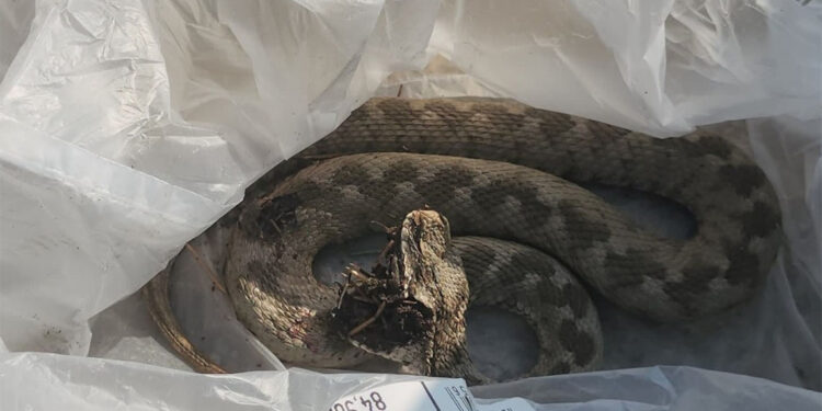 Ailesiyle pikniğe gitti engerek yılanı tarafından ısırıldı