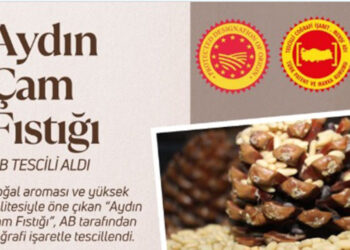Aydın çam fıstığı, coğrafi işaret tescili aldı