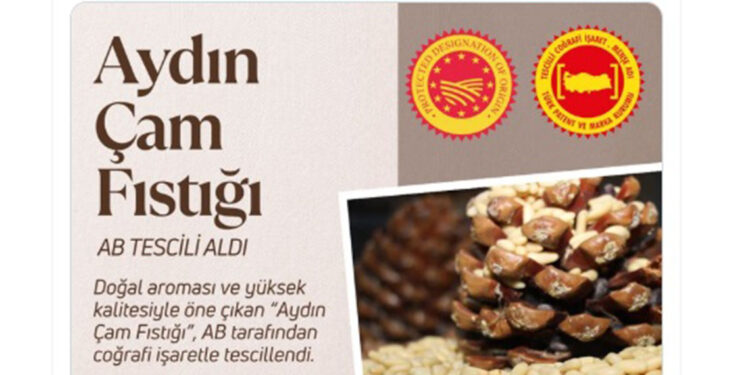 Aydın çam fıstığı, coğrafi işaret tescili aldı