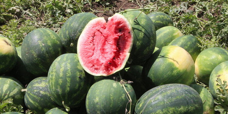 Adana'da karpuzun tarladaki fiyatı 13 TL'den 5 TL'ye düştü