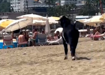 Antalya'da kaçan kurbanlık keçi, plaja girdi