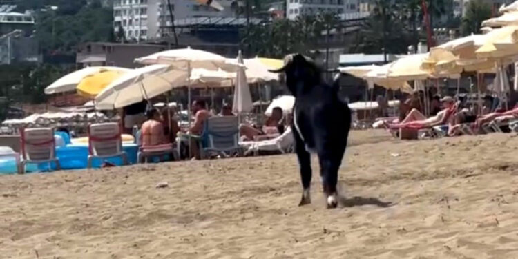 Antalya'da kaçan kurbanlık keçi, plaja girdi