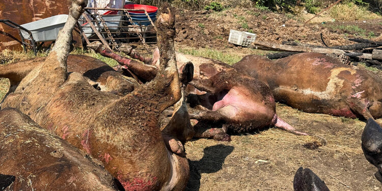 Besi çiftliğinde çıkan yangında 16 büyükbaş öldü