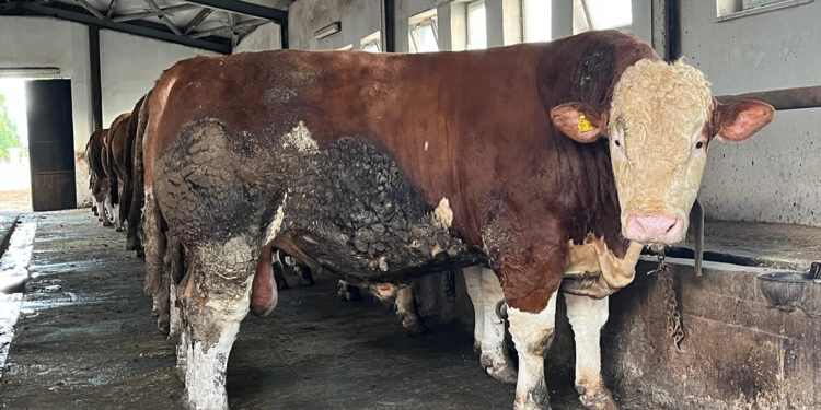 Bingöl’de 1,3 tonluk Şampiyon alıcısını bekliyor