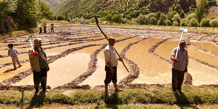 Bitlis'te asırlık çeltik geleneği sürüyor