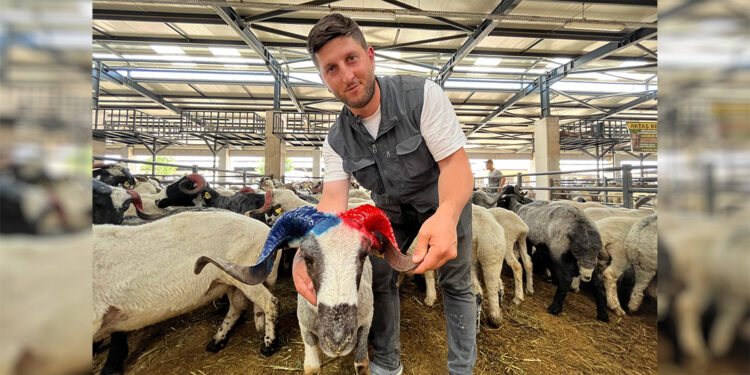 Bordo-mavi boynuzlu koçlar kurban pazarının gözdesi oldu