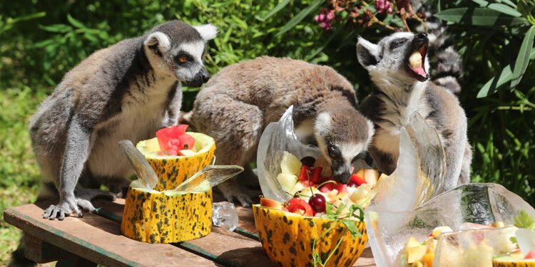 Bunaltıcı havada hayvanlara özel 'buzlu serinlik'