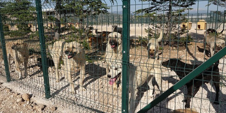 Burdur'da sahipsiz hayvanlara yeni yuva