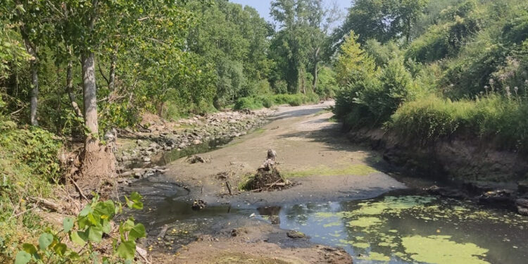 Çanakkale'de toplu balık ölümleri yaşandı