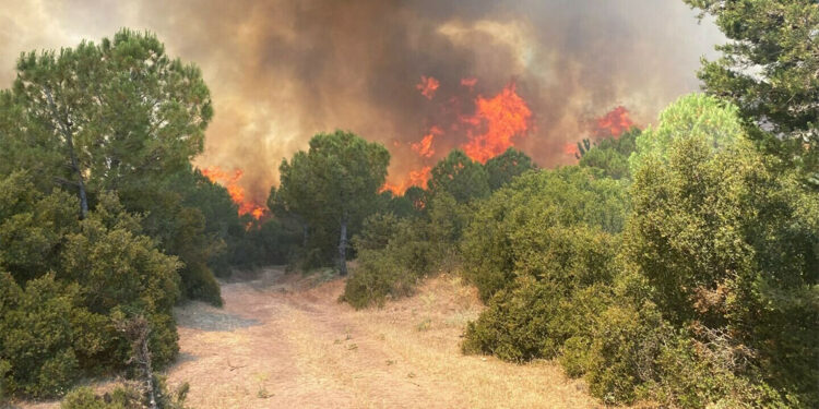 Bir ihmal binlerce ağacı, sayısız canlıyı yok edebilir