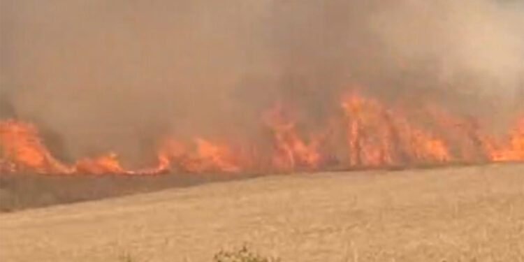 Çanakkale'nin Biga ilçesinde tarım arazisinde yangın