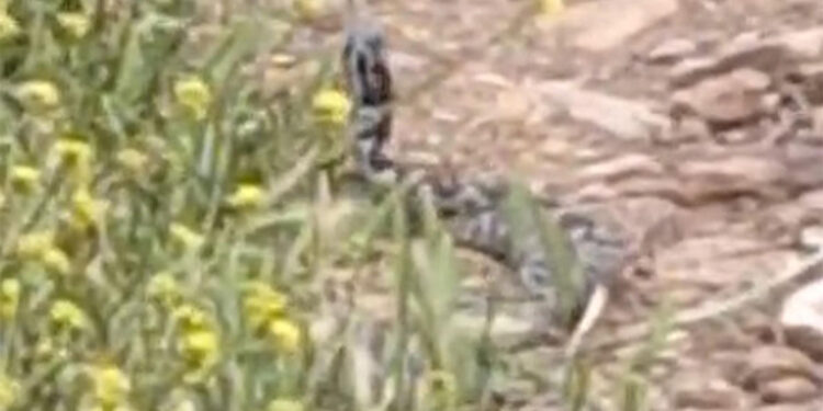 İki yılanının çiftleşme dansı görüntülendi