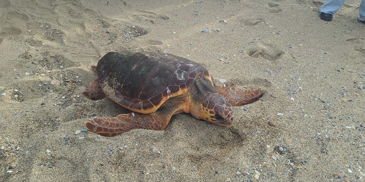 'Güzel İzmir'in sinyali kesildi