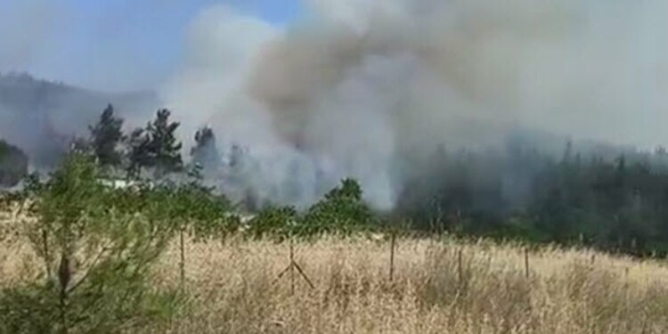Çanakkale'nin Lapseki ilçesinde orman yangını!