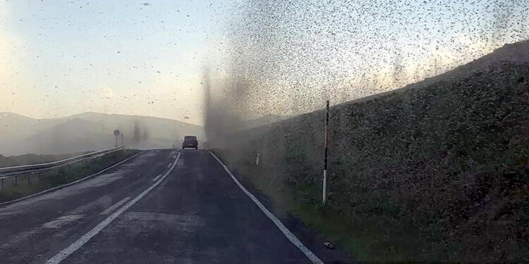 Çıldır Gölü'nde 'sinek fırtınası'