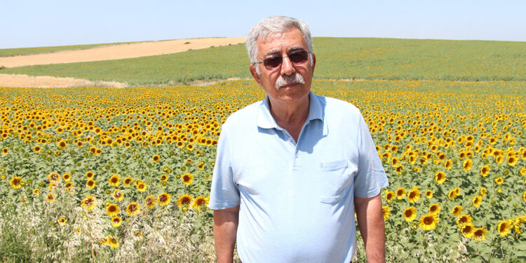 Çukurova'da su krizine karşı ayçiçeği yetiştiriciliği önerisi