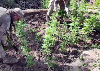 Diyarbakır'da 127 kilogram esrar ele geçirildi