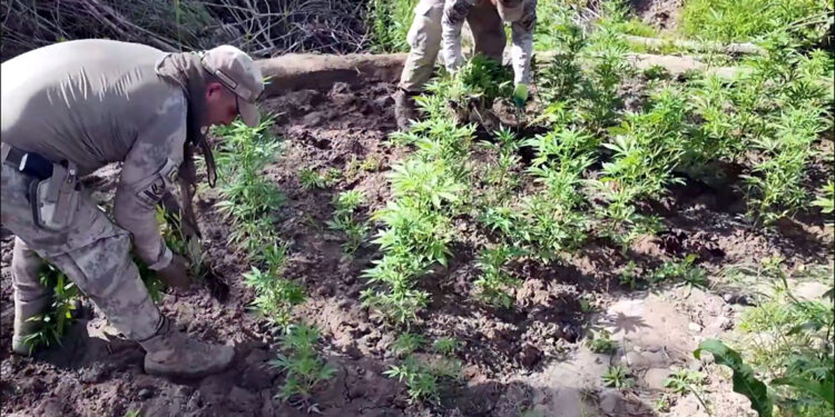 Diyarbakır'da 127 kilogram esrar ele geçirildi