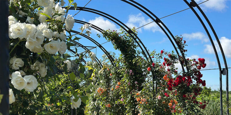 Koku Tüneli'nden geçenler güzel hava soluyup, çeşit çeşit bitki tanıyor