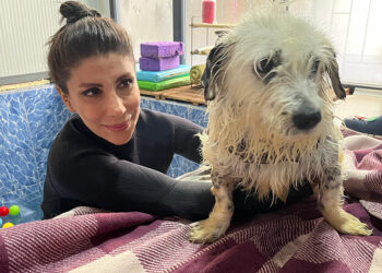 Felç kalınca terk edilen köpek 'Kırpık'a yuva aranıyor