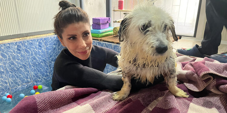 Felç kalınca terk edilen köpek 'Kırpık'a yuva aranıyor