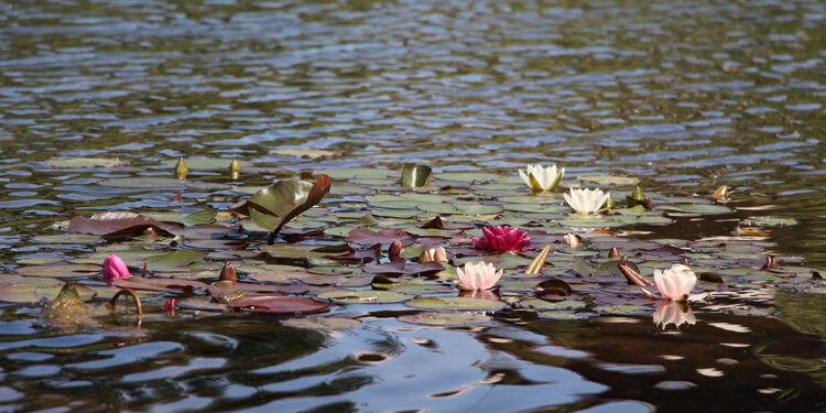 Gölcük Tabiat Parkı'nda nilüfer çiçeğini koparmanın cezası 557 bin lira