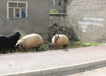 3 ilçede şap karantinası; Hayvan pazarları kapatıldı