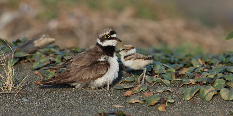 Milleyha Sulak Alanı'nda halkalı küçük cılıbıt kuşu görüntülendi